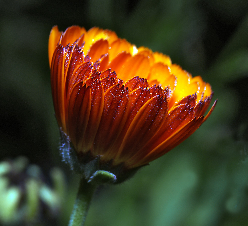 Изображение особи Calendula officinalis.