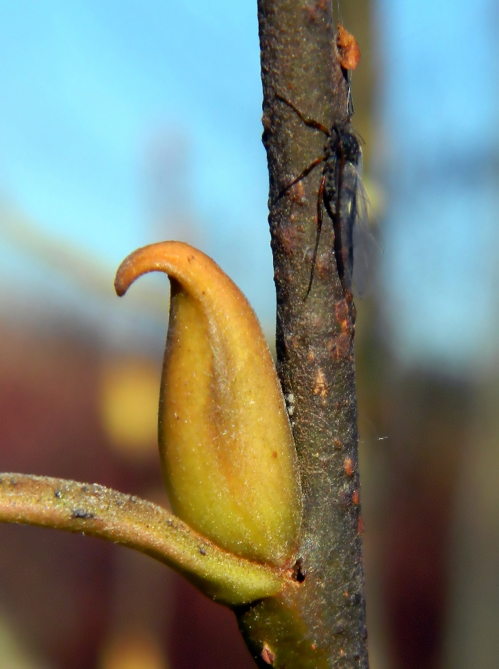 Image of Salix caprea specimen.