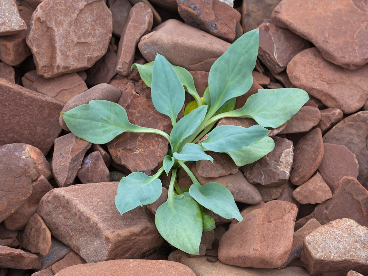 Изображение особи Mertensia maritima.