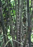 Salacca wallichiana. Рахисы листьев. Таиланд, национальный парк Си Пханг-нга. 20.06.2013.