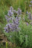 Nepeta transiliensis