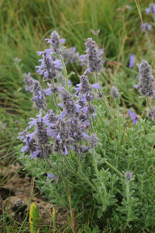 Image of Nepeta transiliensis specimen.