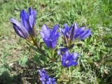 Gentiana pneumonanthe