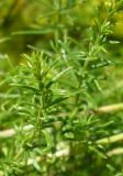 Galium verum