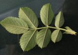 genus Rosa
