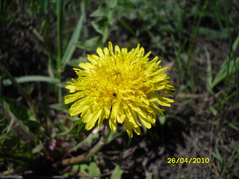 Image of Taraxacum officinale specimen.