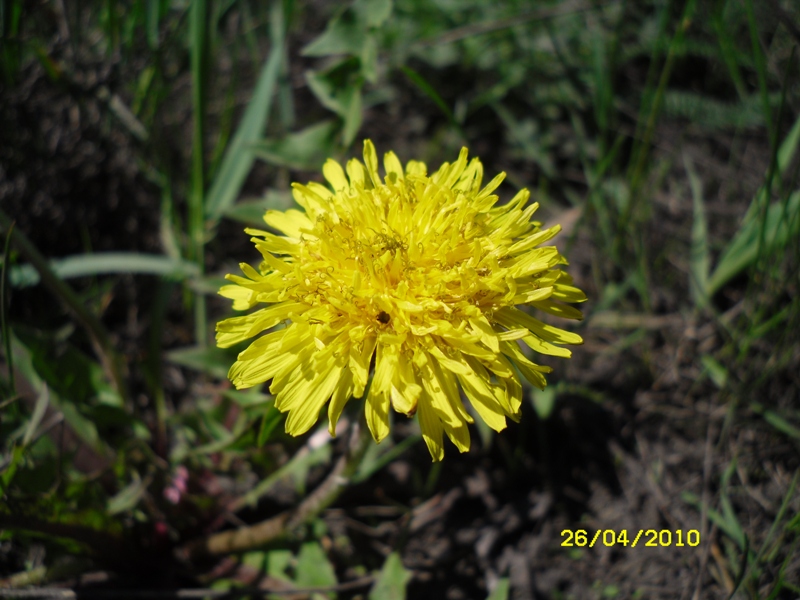 Изображение особи Taraxacum officinale.