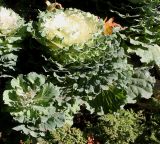 Brassica разновидность viridis