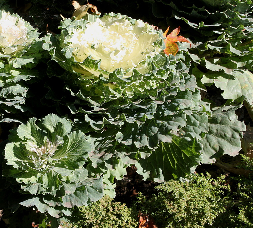 Изображение особи Brassica oleracea var. viridis.