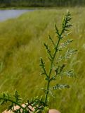 Pedicularis grandiflora