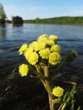 Petasites radiatus. Верхушка цветущего растения. Пермский край, окр. г. Красновишерск, русло р. Вишера, отмель у старого зарастающего ряжа. 11.06.2013.