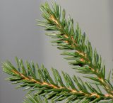 Image of taxon representative. Author is Валерий Куделя