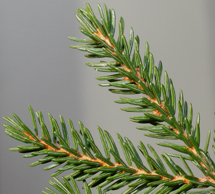 Image of Picea orientalis specimen.