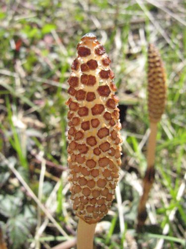 Изображение особи Equisetum telmateia.