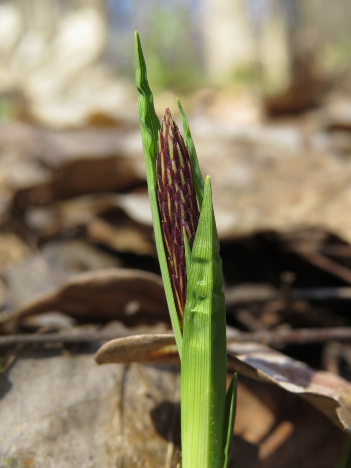 Изображение особи Carex pilosa.