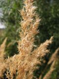 Calamagrostis epigeios. Часть соплодия. Коми, Сыктывдинский р-н, окр. пос. Еляты, край луга у кустарника. 10.08.2013.