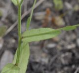 Image of taxon representative. Author is Роланд Цандекидис