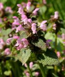 Lamium purpureum