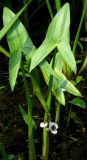 Sagittaria sagittifolia