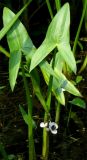 Sagittaria sagittifolia. Растение в стоячем водоеме в начале цветения. Нидерланды, окр. Гронингена. Июнь 2007 г.
