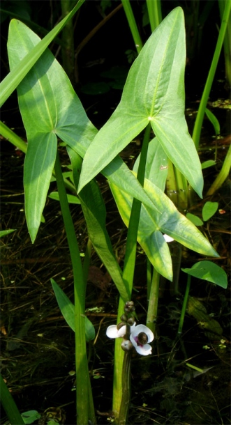 Image of Sagittaria sagittifolia specimen.