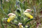 Phlomoides labiosa