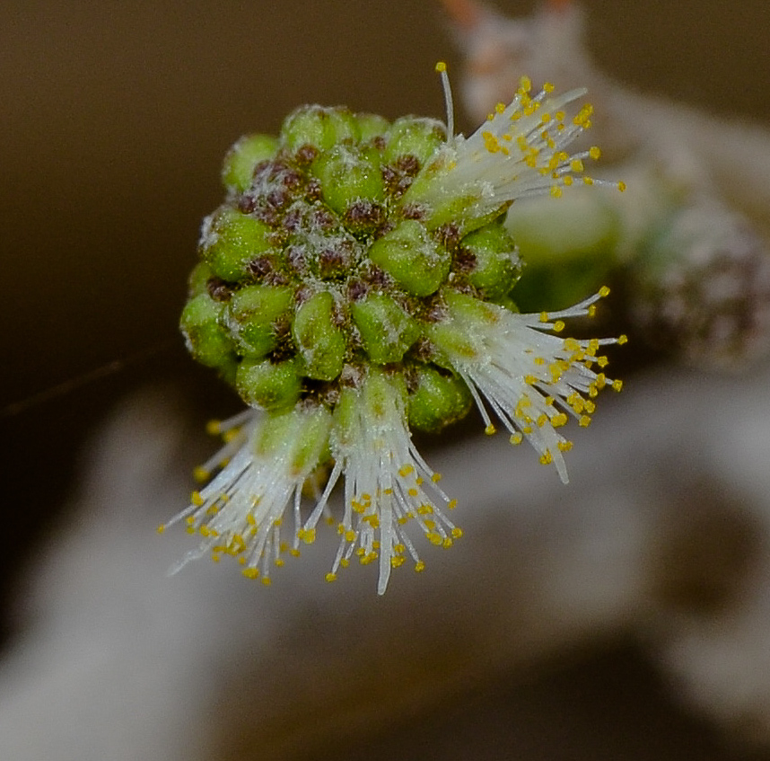 Image of Vachellia tortilis ssp. raddiana specimen.