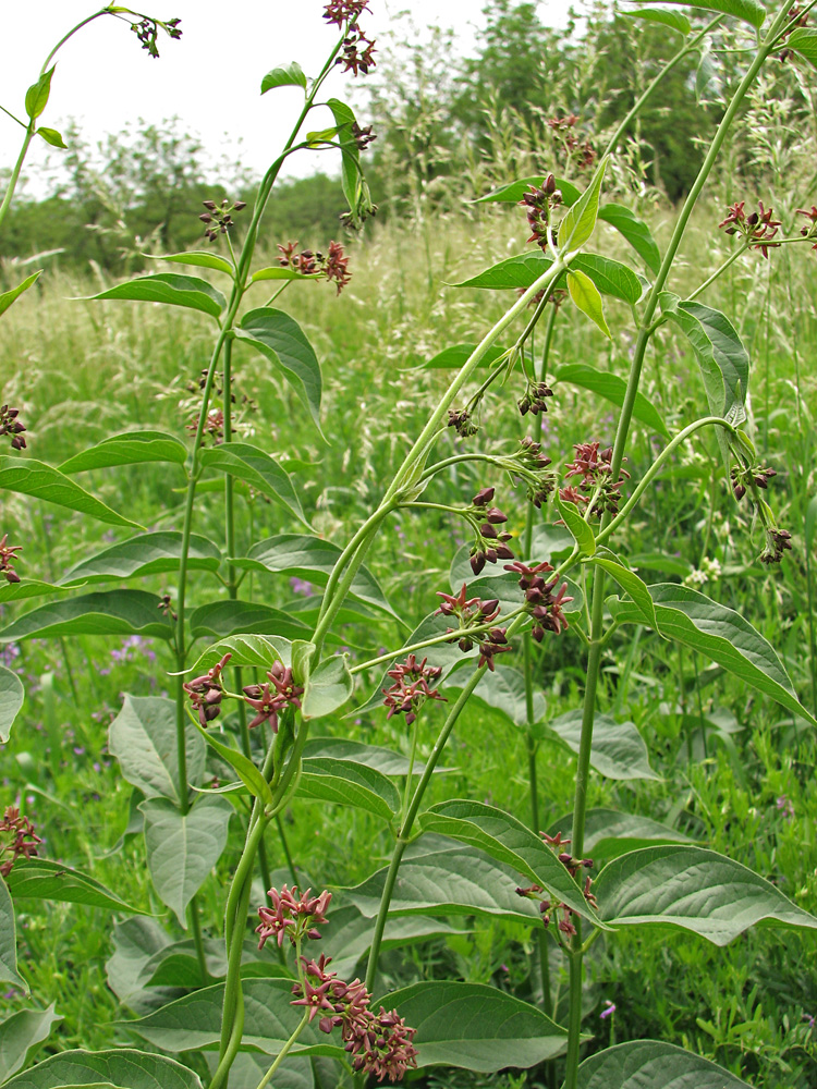 Изображение особи Vincetoxicum rossicum.