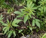 Cannabis sativa var. spontanea