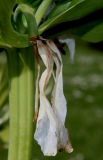 Fritillaria imperialis