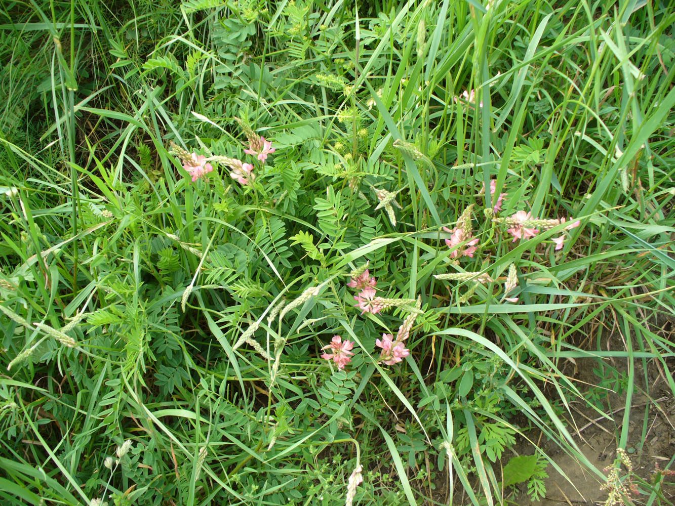 Image of Onobrychis viciifolia specimen.