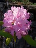 genus Rhododendron. Соцветие. Украина, Львовская обл., Дрогобычский р-н, г. Трускавец, в культуре. 10.06.2014.