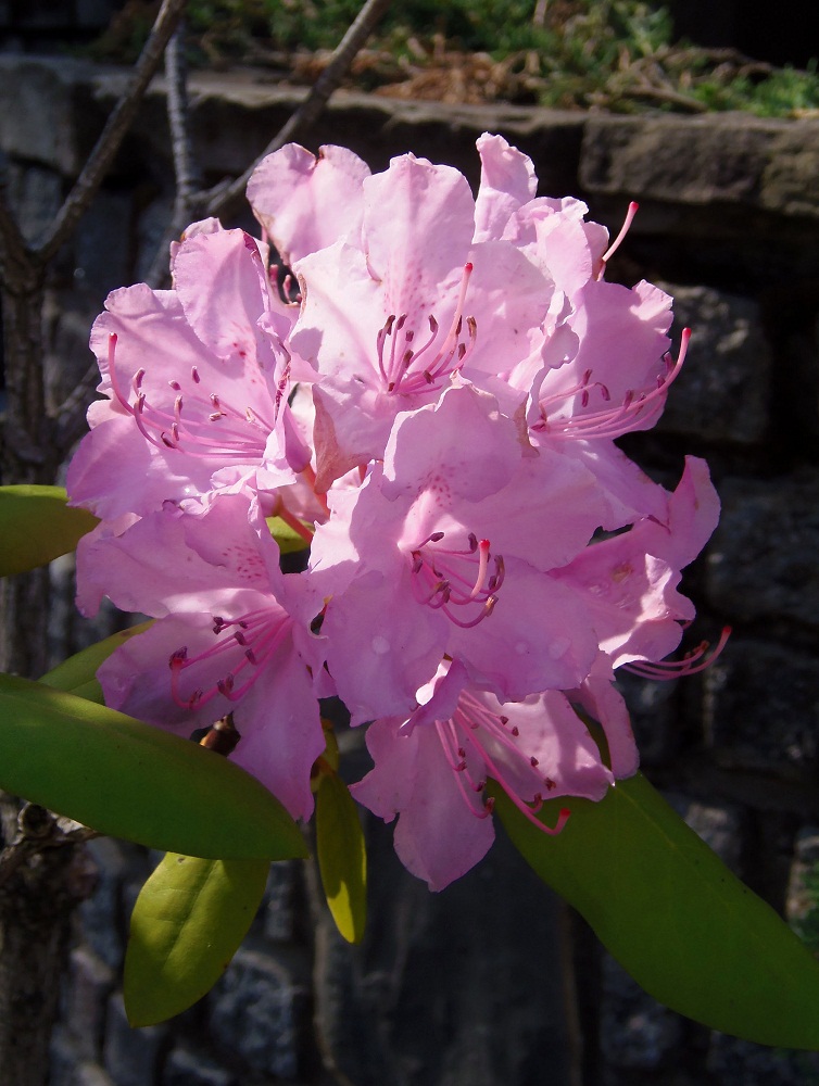 Image of genus Rhododendron specimen.