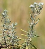 Teucrium capitatum