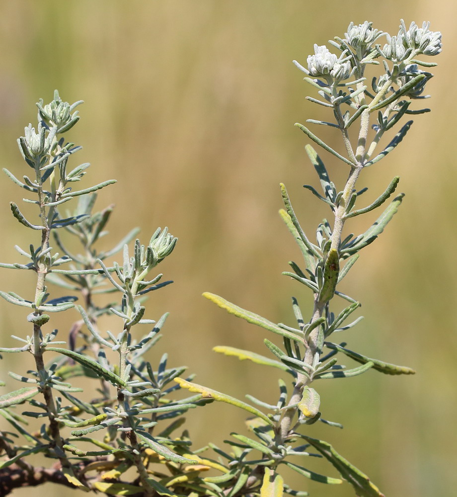 Image of Teucrium capitatum specimen.
