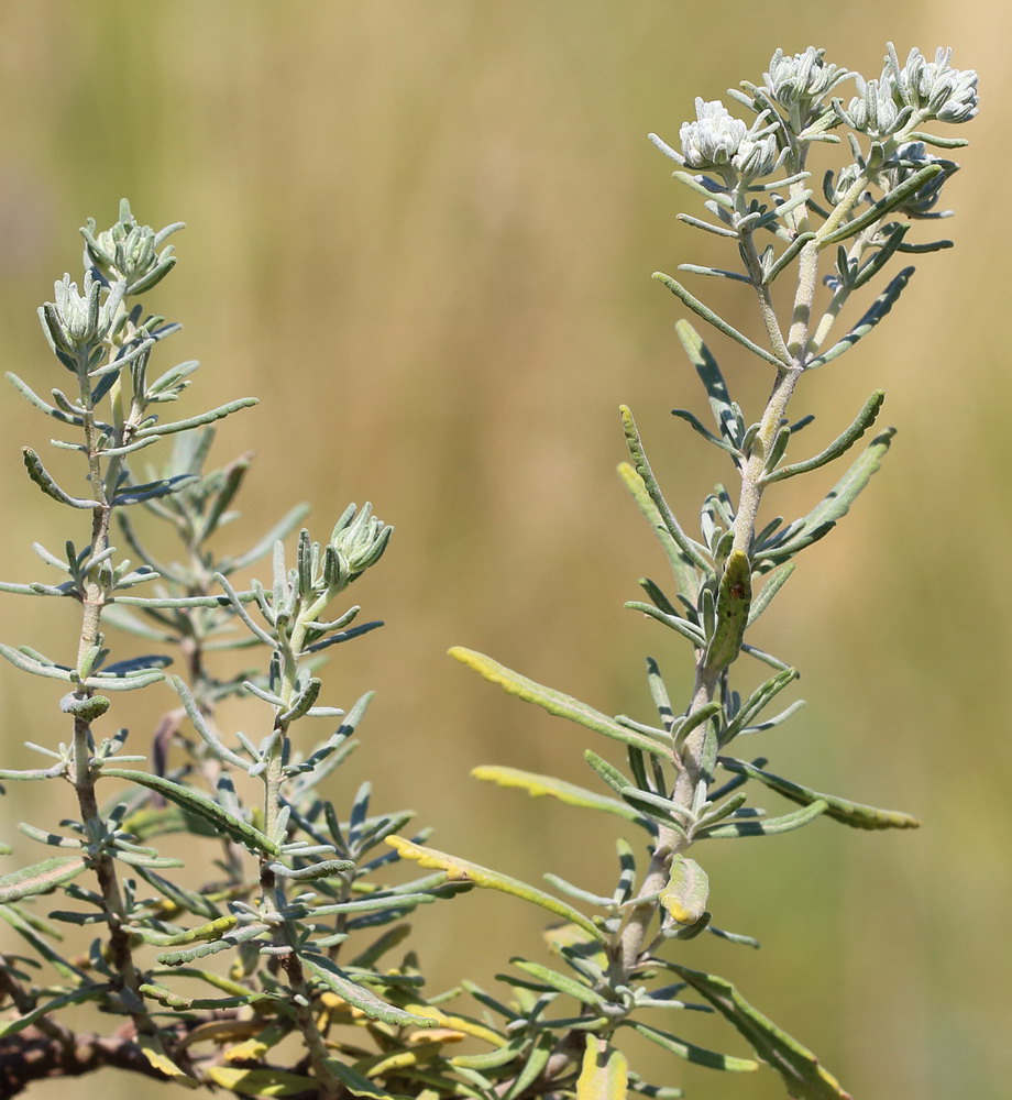 Изображение особи Teucrium capitatum.