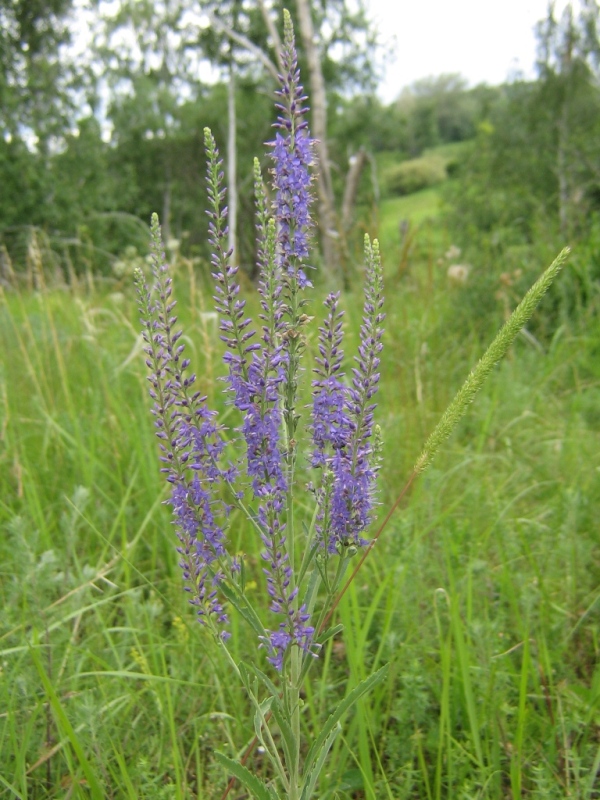 Image of Veronica spuria specimen.