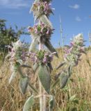 Stachys velata. Часть соцветия. Краснодарский край, окр. г. Крымск, берег р. Адагум. 27.06.2014.