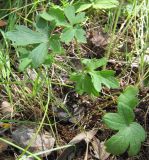 genus Ranunculus. Листики. Татарстан, Бавлинский р-н. 06.07.2014.