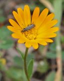 Calendula arvensis. Соцветие с сидящим жуком. Греция, п-ов Пелопоннес, окр. г. Катаколо. 21.04.2014.