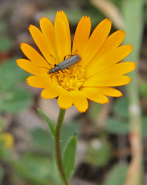 Image of Calendula arvensis specimen.