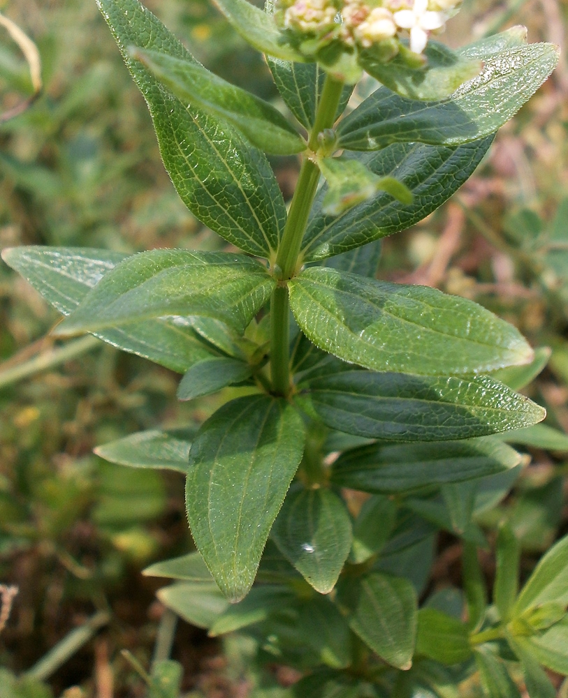 Изображение особи Galium rubioides.