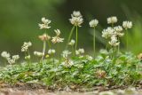 Trifolium repens