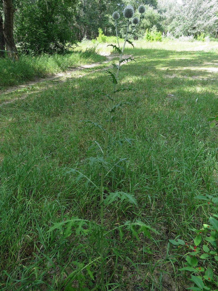 Image of Echinops sphaerocephalus specimen.