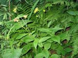 Doronicum austriacum