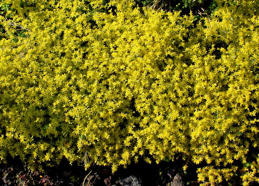 Image of Sedum acre specimen.