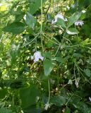 род Clematis