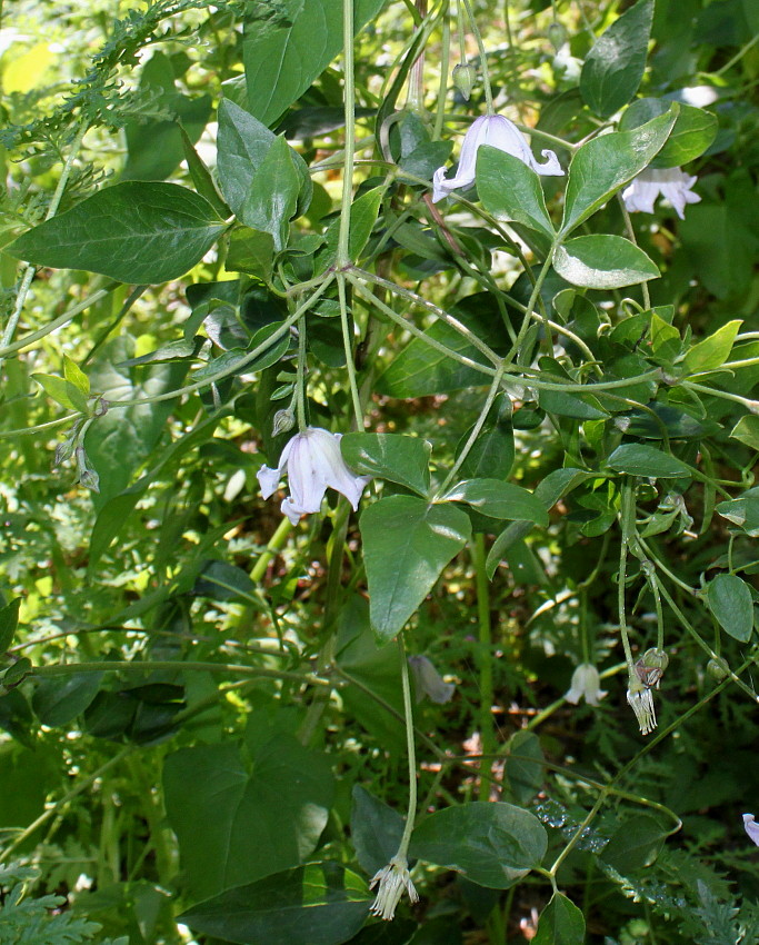 Image of genus Clematis specimen.