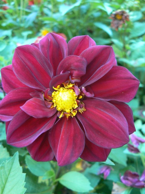 Image of Dahlia pinnata specimen.