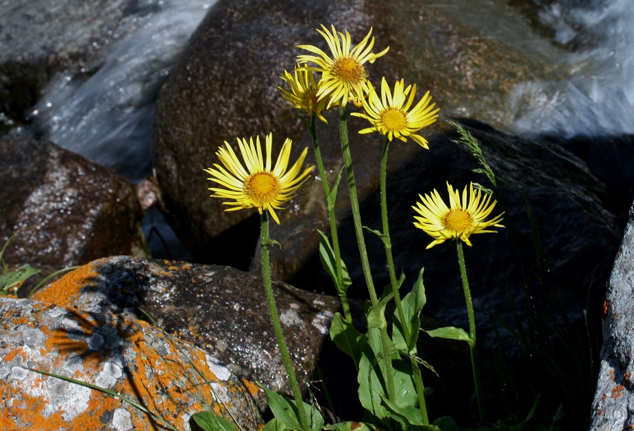 Изображение особи Doronicum turkestanicum.